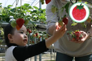 イチゴ収穫体験写真