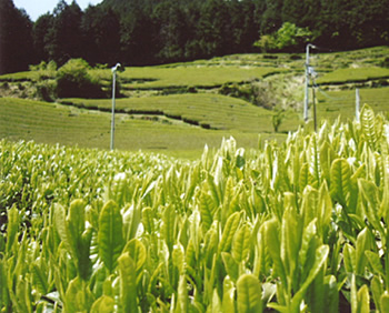 農業体験・お茶収穫体験写真